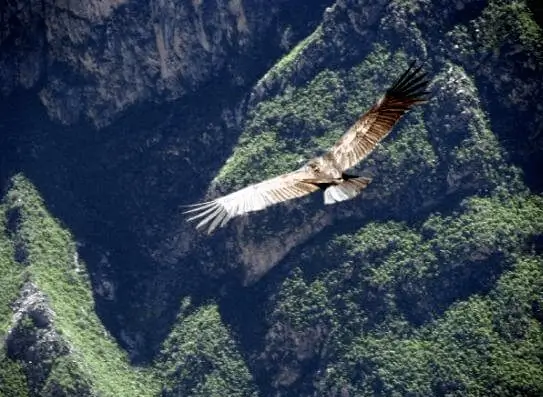 condor pasa colca