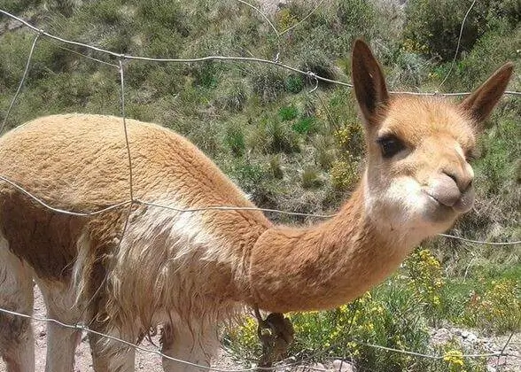 wildlife vicuña